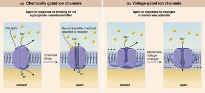 Chemically and voltage-gated ion channels