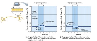 Depolarization and hyperpolarization of the membrane