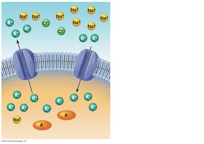 Ion distribution across the neuron membrane