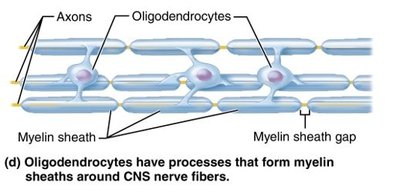 Oligodendrocytes forming myelin sheaths in the CNS