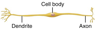 Basic structure of a neuron: dendrite, cell body, axon