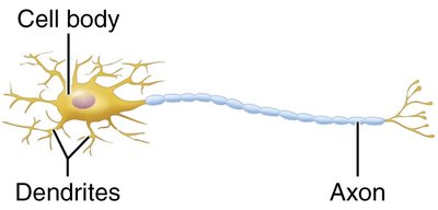 Multipolar neuron structure