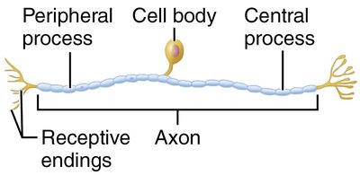 Unipolar neuron structure