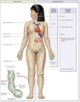 Diagram of the lymphatic system and lymphoid organs in the human body