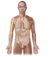 Primary and secondary lymphoid organs