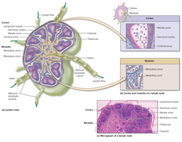 Lymphoid follicles and diffuse lymphoid tissue
