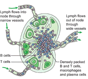 Lymph node structure and lymph flow