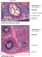 Red and white pulp of the spleen