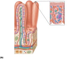 Lacteal and lymphatic vessel in the small intestine villus