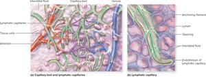 Lymphatic capillaries and their structure