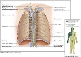 Lymphatic trunks and ducts, drainage areas