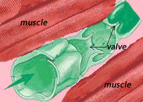 Lymphatic vessel with valves and surrounding muscle