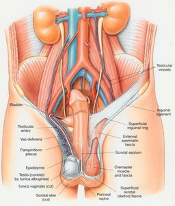 Anatomy of the male reproductive system, showing the scrotum, testes, and associated structures