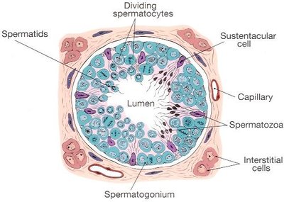 Cross-section of a seminiferous tubule showing spermatogenesis and supporting cells