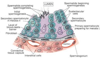 Detailed diagram of spermatogenesis within the seminiferous tubule
