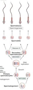 Diagram of the stages of spermatogenesis from spermatogonia to spermatozoa