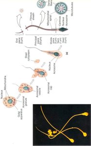 Diagram showing the structure and maturation of spermatozoa