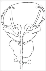 Posterior view of the male pelvis showing accessory glands and ducts