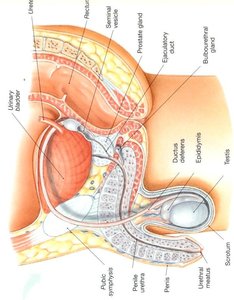Sagittal section of the male pelvis showing the path of the ductus deferens and associated glands
