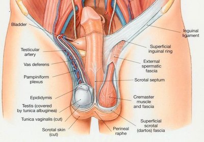 Detailed anatomy of the scrotum and its internal structures