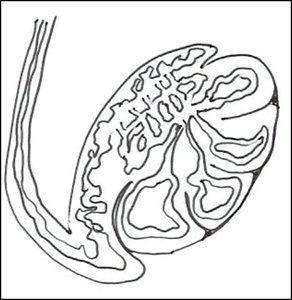 Diagram of the testis showing seminiferous tubules and associated structures