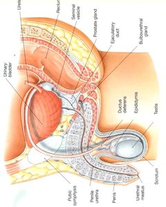 Cross-section of the penis showing erectile tissues and urethra