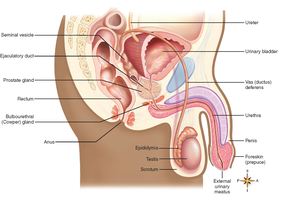 Sagittal section of male reproductive system showing labeled organs