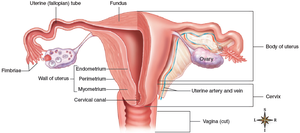 Frontal section of uterus and uterine tubes showing endometrium and myometrium