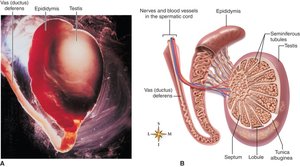 Anatomy of the testis and epididymis, showing seminiferous tubules and vas deferens