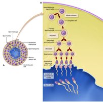 Diagram of spermatogenesis showing stages from spermatogonia to mature sperm