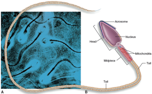 Structure of a human sperm cell, showing head, midpiece, and tail