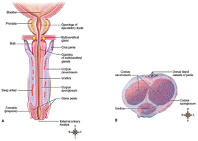 Cross-section of penis showing erectile tissues and urethra