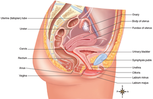 Sagittal section of female reproductive system showing labeled organs