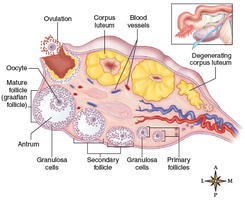 Diagram of ovary showing follicles at different stages and corpus luteum