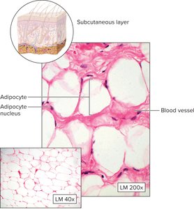 Adipose tissue in subcutaneous layer