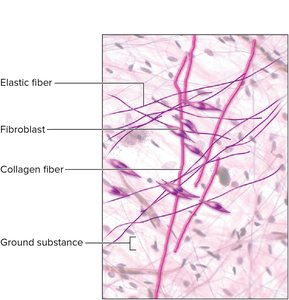 Areolar tissue showing elastic fibers, fibroblasts, and collagen fibers