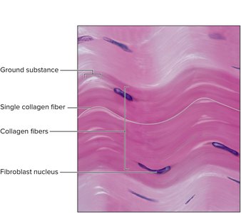 Dense regular connective tissue showing collagen fibers and fibroblast nuclei