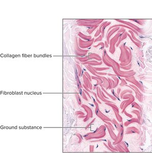 Dense irregular connective tissue showing collagen fiber bundles and fibroblast nuclei