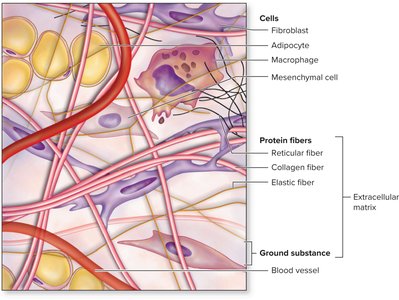 Diagram of connective tissue showing cells, protein fibers, and ground substance