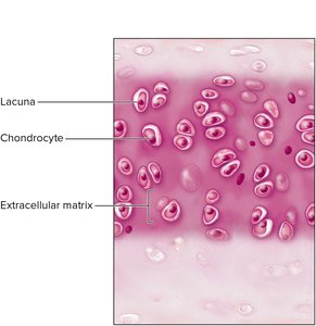 Fibrocartilage showing collagen fibers and lacunae