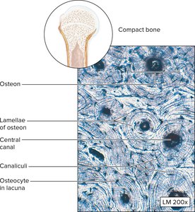 Compact bone showing osteocyte in lacuna and canaliculi