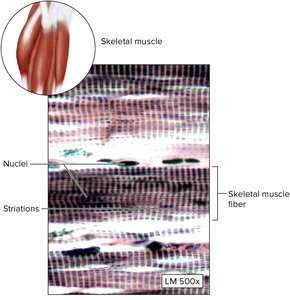 Cardiac muscle showing intercalated discs, nuclei, and striations