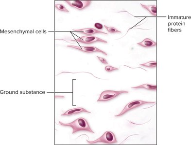 Mesenchyme tissue showing mesenchymal cells and immature protein fibers
