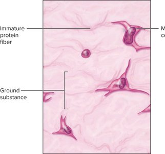 Mucous connective tissue showing immature protein fibers and ground substance