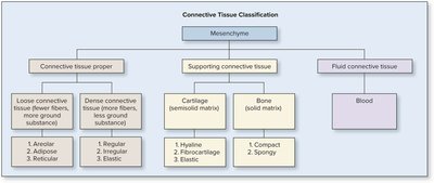 Connective tissue classification chart
