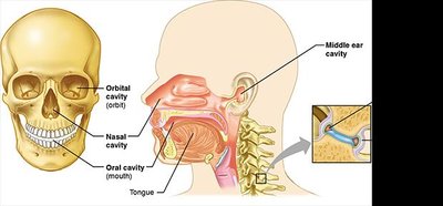 Other body cavities in the head and joints