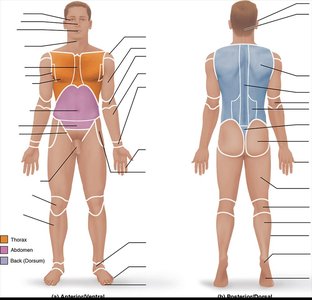 Regional terms of the human body