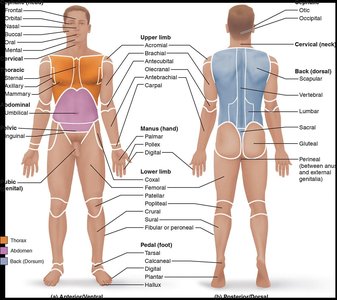 Body regions and anatomical position