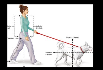 Directional terms in humans and animals