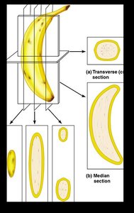 Banana sectioned in different planes